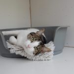 Cat Kennels in Timperley, a Safe and Secure Boarding Facility For Your Fur Baby