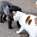 Cat Kennel in Broadheath