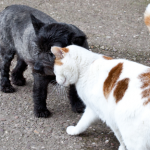 Cat Kennels in Broadheath