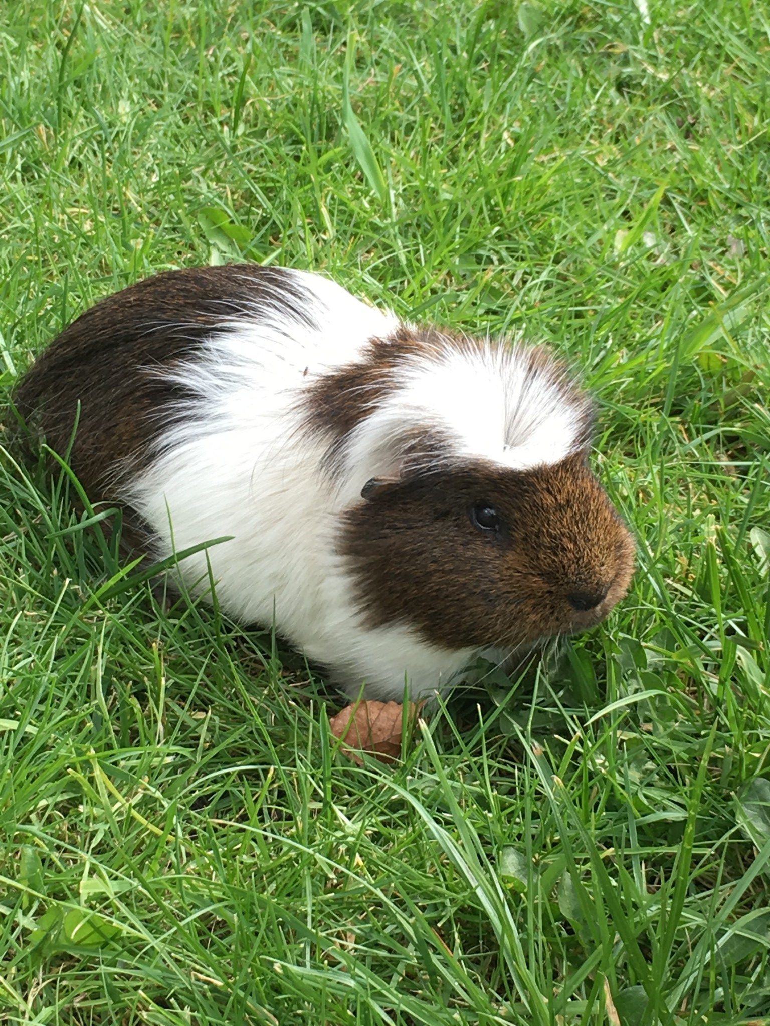 Guinea Pig Boarding in Stretford