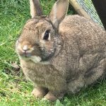 Rabbit Boarding in Hale Barns