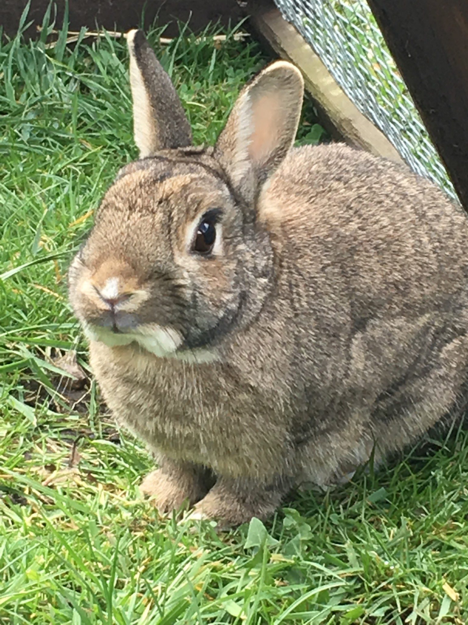 photo of boarding rabbit