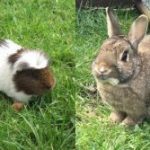Small Pet Boarding in Cheshire
