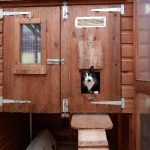 Professional Cattery in Altrincham Keeps Your Cat Safe and Content